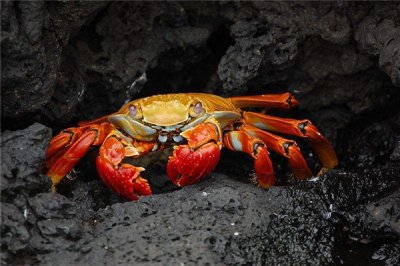 ​红石蟹：比煮熟螃蟹还要红（可360度往来砍掉手脚复活）