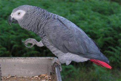 ​非洲灰鹦鹉：一种接近毁灭的生物（须要加以维护）
