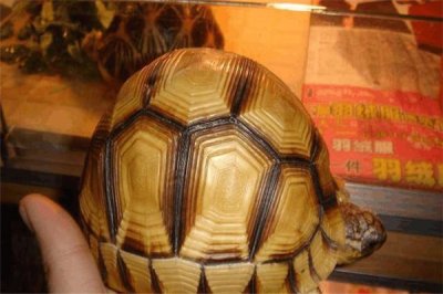 ​纳吉夫陆龟：克莱马尼龟的亚种（受保护的濒危动物）