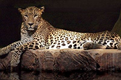 ​斯里兰卡豹:体型最小的豹类_最小体长惟有80厘米
