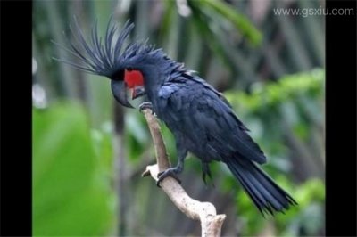 ​世界上最丑的鹦鹉图片 颜值最低的鹦鹉品种是什么