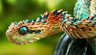 ​世界上最帅的蛇，毛鳞树蝮(厚长的彩色鳞片令其看起来像条龙)