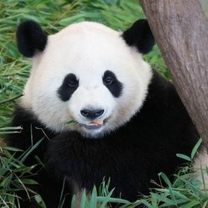 ​国宝大熊猫的资料三年级(国宝大熊猫的资料卡)