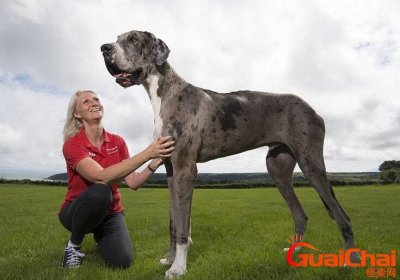 ​世界最高大的狗品种 世界最高大的狗百科