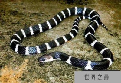 ​中国十大毒蛇排行榜，银环蛇毒性最强