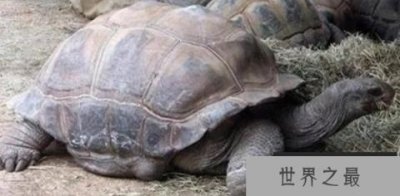 ​乌龟最长能活多少年 最长寿的乌龟品种（176年）