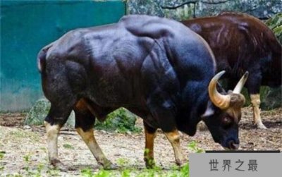 ​世界上体型最大的牛—印度野牛 体长可达3.3米