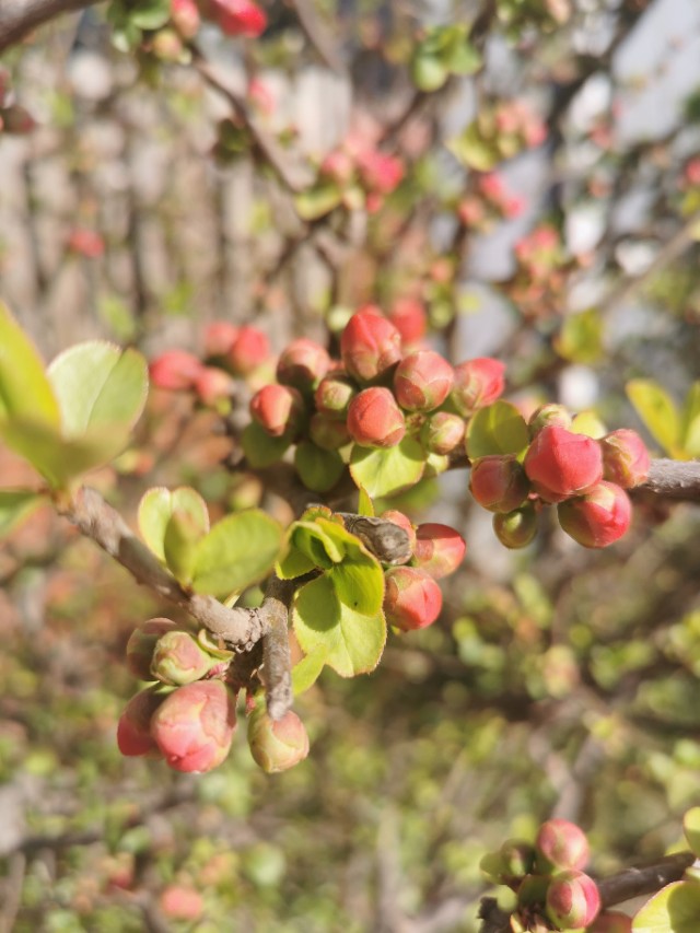 请问张柏芝和李亚鹏什么关系_复杂的人物关系图 请问张柏芝和李亚鹏什么关系_复杂的人物关系图