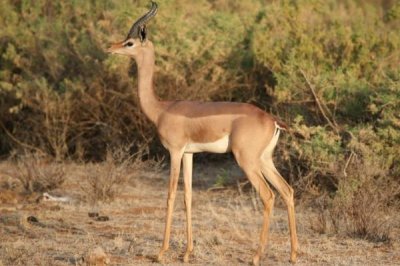 ​长颈羚:长有长颈鹿般脖子的羚羊_为了吃到更嫩的树叶