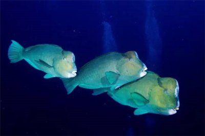 ​隆头鹦哥鱼：白天比较活跃晚上集中在一个地方休息
