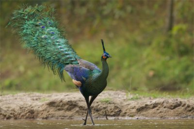 ​绿孔雀:一种生计在2000米安排的热戴的动物