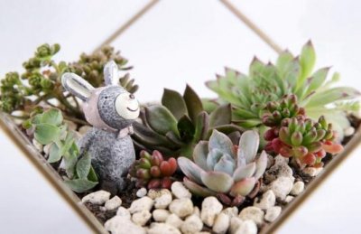 ​秋季如何养多肉植物？