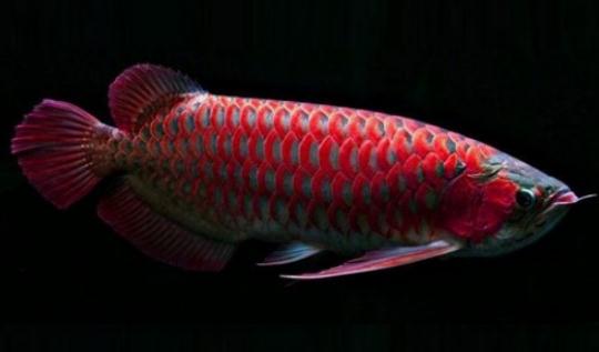 非洲龙鱼怎么养?非洲龙鱼的饲养环境