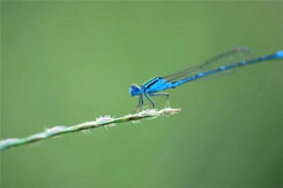 ​蓝蜻蛉：是一种相称漂亮诱人的蜻蛉（浮现实足的蓝色）
