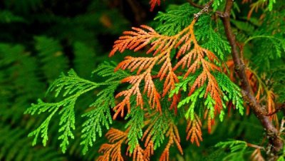 ​动植物百科：世界上生长最快的十大植物排名（上）