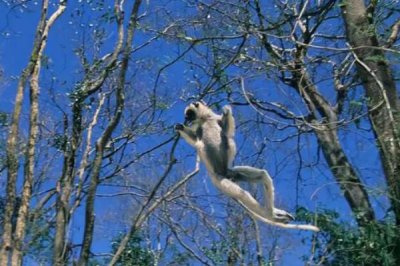 ​白背跳狐猴:雨林中的白色精灵_经常在树梢间往返穿越