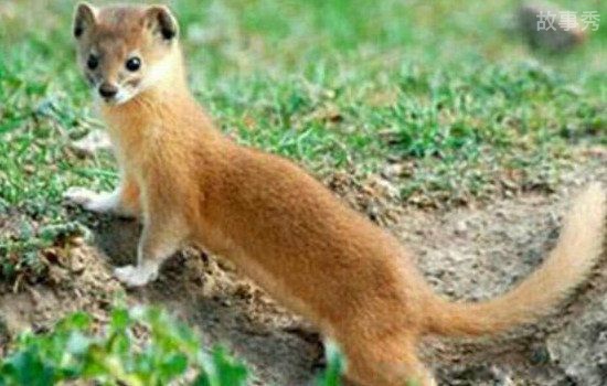 网络图片(侵删)