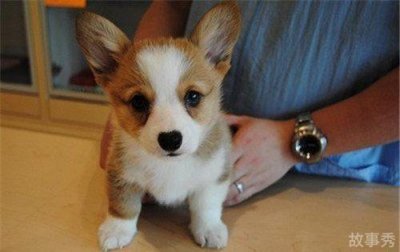 ​柯基犬价格大概多少钱一只，幼犬一般需要1600至3500元一只