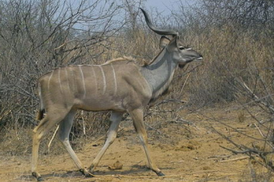 ​扭角林羚:具有长达1米的螺旋长角_每隔二年改变一次