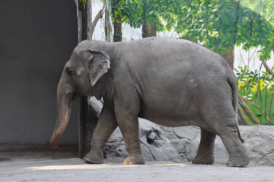 ​斯里兰卡象:亚洲象中体型最大的亚种_最沉可达7吨