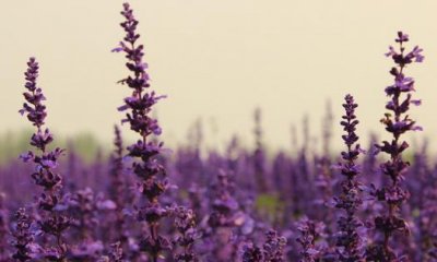 ​植物有听觉与情感吗