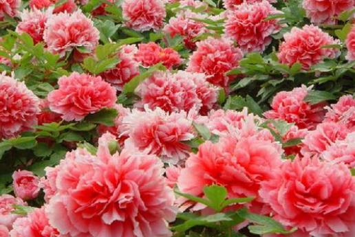 你知道中国十大名花是哪些吗?