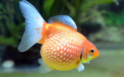 ​珍珠金鱼有哪些品种？珍珠金鱼的种类