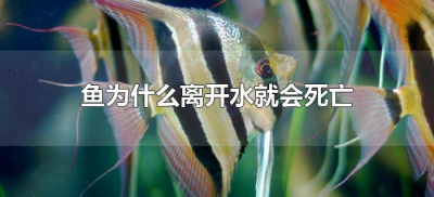 ​鱼为什么离开水就会死亡（鱼为什么一离开水就会死亡）
