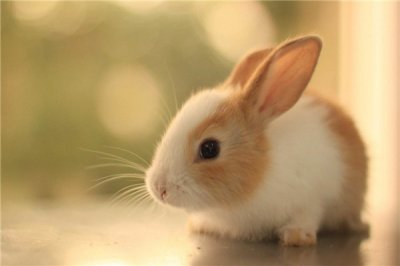 ​人类依据兔子创造白什么物品 兔子的特质运用到艺术中