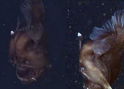 ​其丑恶无穷的深海健康鱼，头顶自戴发光器_味讲鲜美无穷