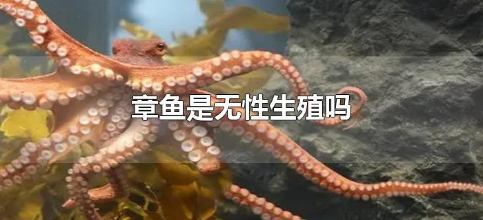 章鱼是无性生殖吗 章鱼是无性生殖吗