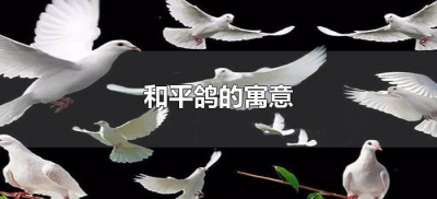 ​和平鸽的寓意（和平鸽的寓意和象征是什么？）