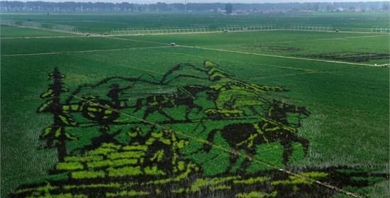 一亩地多少平方,一亩地是多少平方米图1