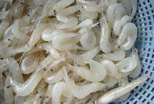 太湖三白是哪三白