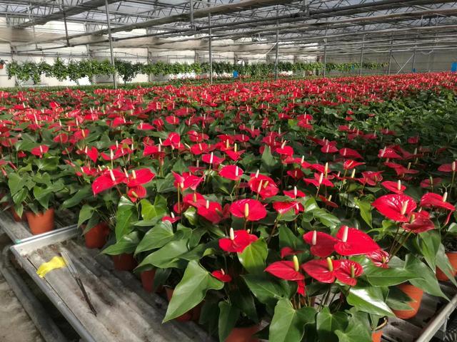 花卉种植技术技巧和方法(花卉种植行业普及的无土栽培常见方式及优缺点)(1)