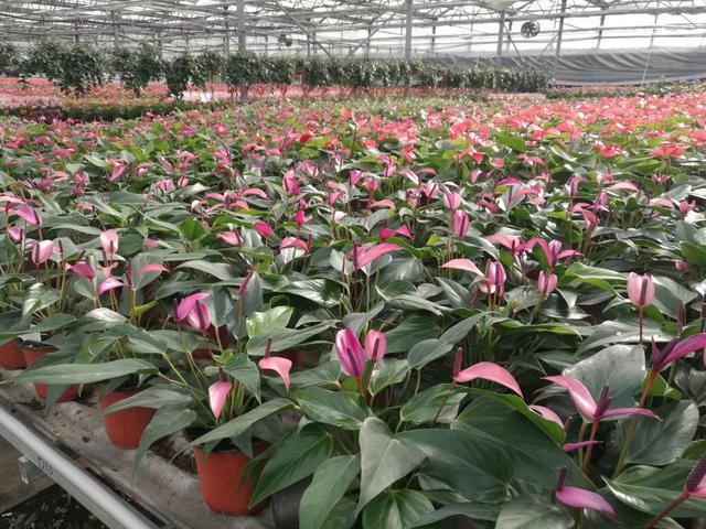 花卉种植技术技巧和方法(花卉种植行业普及的无土栽培常见方式及优缺点)(5)