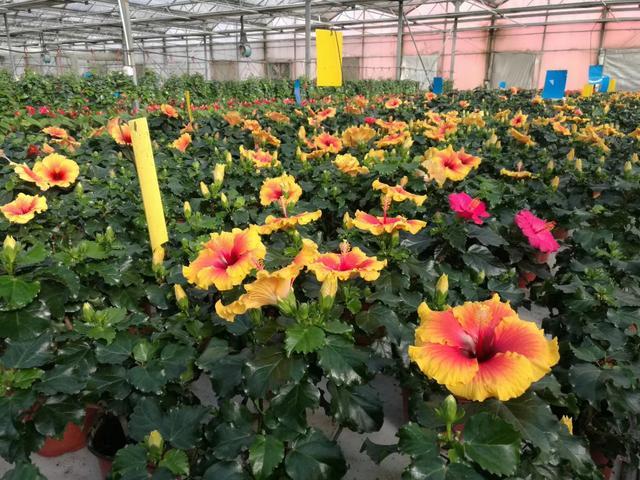 花卉种植技术技巧和方法(花卉种植行业普及的无土栽培常见方式及优缺点)(2)