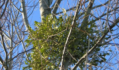 ​槲寄生是什么,槲寄生和槲寄生的区别