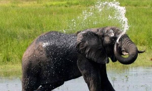 为什么大象用鼻子吸水不会被呛到,大象用鼻子喝水的时候会吃到鼻屎吗图5