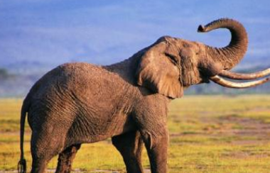 为什么大象用鼻子吸水不会被呛到,大象用鼻子喝水的时候会吃到鼻屎吗图2