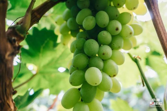 清徐风景好的地方(清徐一个又酸)(13)