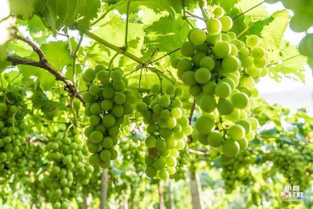 清徐风景好的地方(清徐一个又酸)(11)