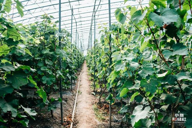 清徐风景好的地方(清徐一个又酸)(15)