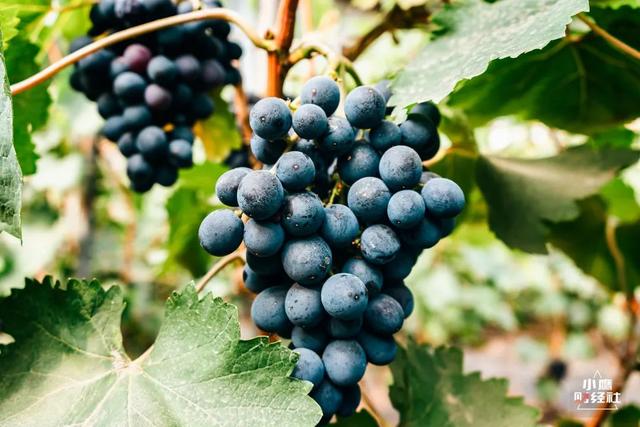 清徐风景好的地方(清徐一个又酸)(12)