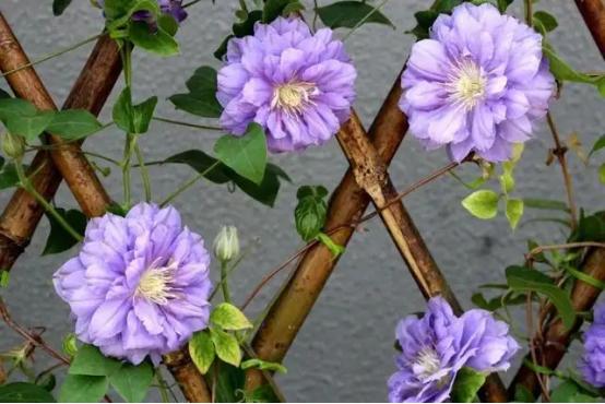 百花名称图(春有百花盘点常见的67种)(66)