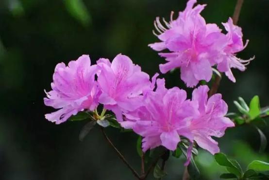 百花名称图(春有百花盘点常见的67种)(22)