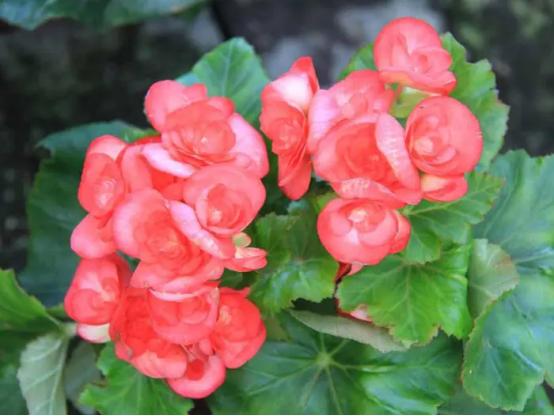 百花名称图(春有百花盘点常见的67种)(41)