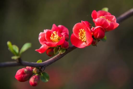 百花名称图(春有百花盘点常见的67种)(18)