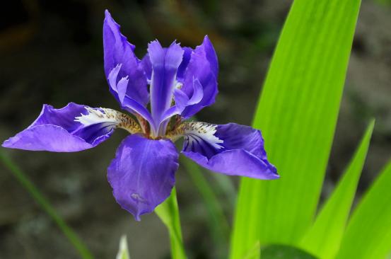 百花名称图(春有百花盘点常见的67种)(37)