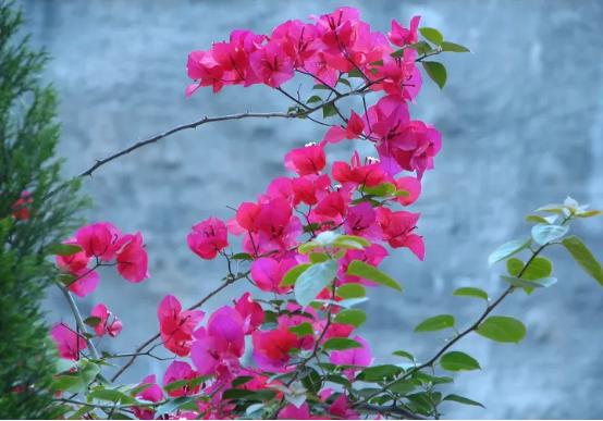 百花名称图(春有百花盘点常见的67种)(63)